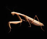 Brown praying mantis
