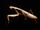 European praying mantis