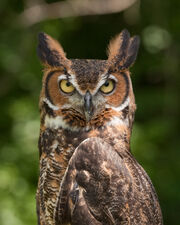 Bubo virginianus-greathornedowl1 06