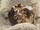 A Liken to Gryken
