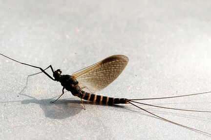 Mayfly-Leptophlebia.marginata