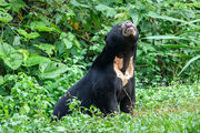 Sun-bear