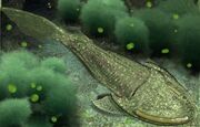 Cephalaspis1.