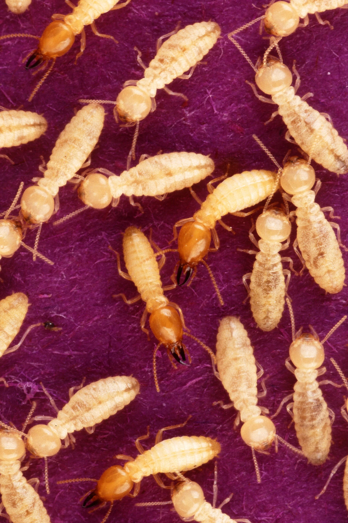 Termites | New ideas by Matt Weaver Wiki | Fandom