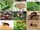 Insects