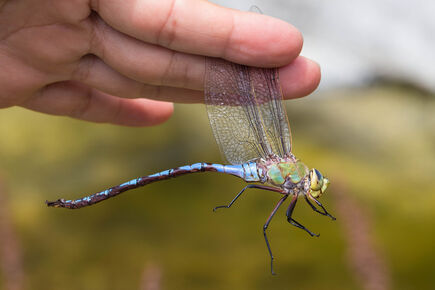 Giant darner-dragonfly-Anax walsinghami 2060108
