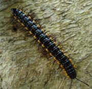 Millipede-1Anoplodesmus saussurii (Philippines)