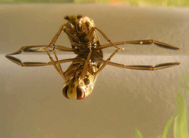 Commonbackswimmer-1Notonecta glauca01