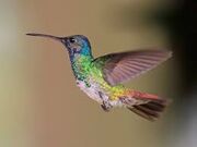 Sapphirehummingbird1