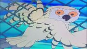 SNOWYOWLRESCUE1