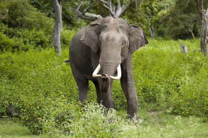Asian elephant-Elephas maximus (Bandipur)