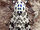 Giant leopard moth