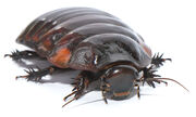 Soil-burrowing-cockroach-Macropanesthia rhinoceros