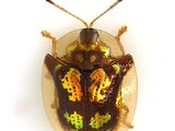 Mottled tortoise beetle