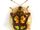 Mottled tortoise beetle