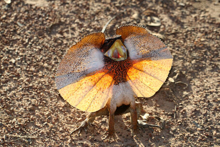 Frill-necked Lizard 1