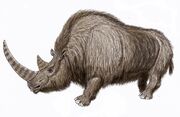 Woolly Rhino15