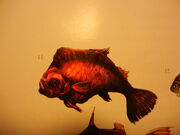 Barbfish-Scarisle1