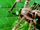 Bronzed huntsman spider-monster bug wars