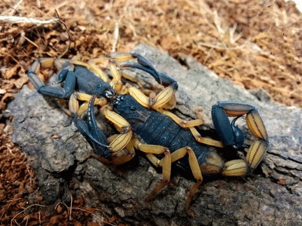 Blacktailedscorpion