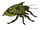 Giant Jungle stinkbug-Scar Island