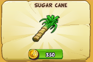 SugarCane122017