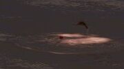 Depicts a circular ripple of water with fish jumping out.