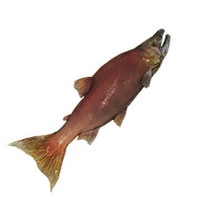 Category:Salt Water Fish, New World Wiki