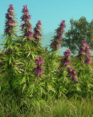 Hemp New World Wiki Fandom