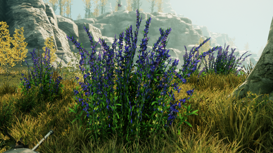 New World Herbs Guide | New World Spices | New World Hyssop