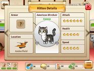 American Wirehair - Common, Elusive (Grey)