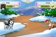 Alaskan Malamute in battle against a feral Reindog in Froslandica