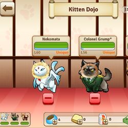 Bread kittens online