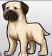 Bullmastiff