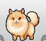 Pomeranian