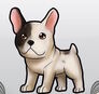 FrenchBulldog