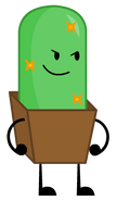 Cactus (16th)