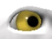 YellowEye-0
