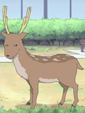 The Deer
