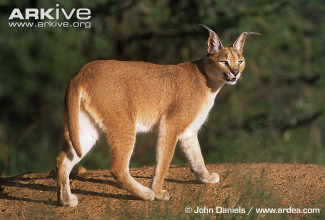 Caracal - Wikipedia