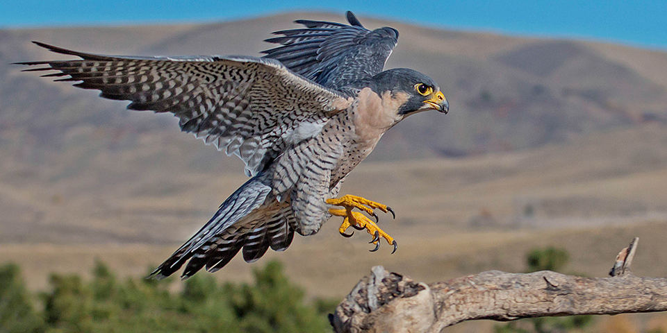 Peregrine flight. Сокол Сапсан. Сокол Сапсан в тундре. Сапсан хищная птица. Сапсан птица Утриш.