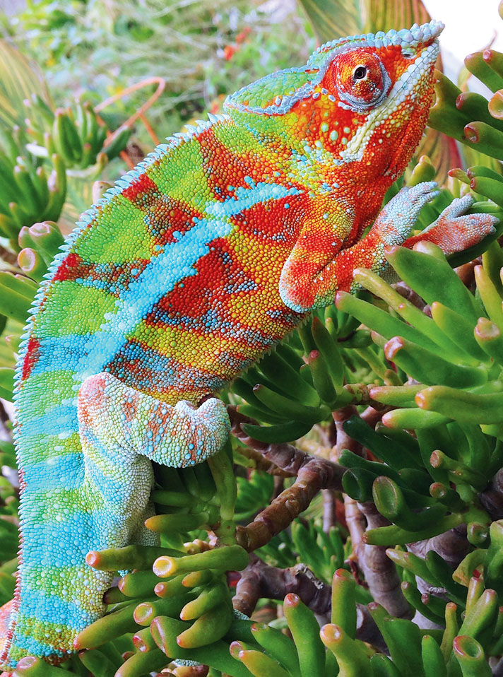 Panther Chameleon | Nickelodeon Animals Wiki | Fandom