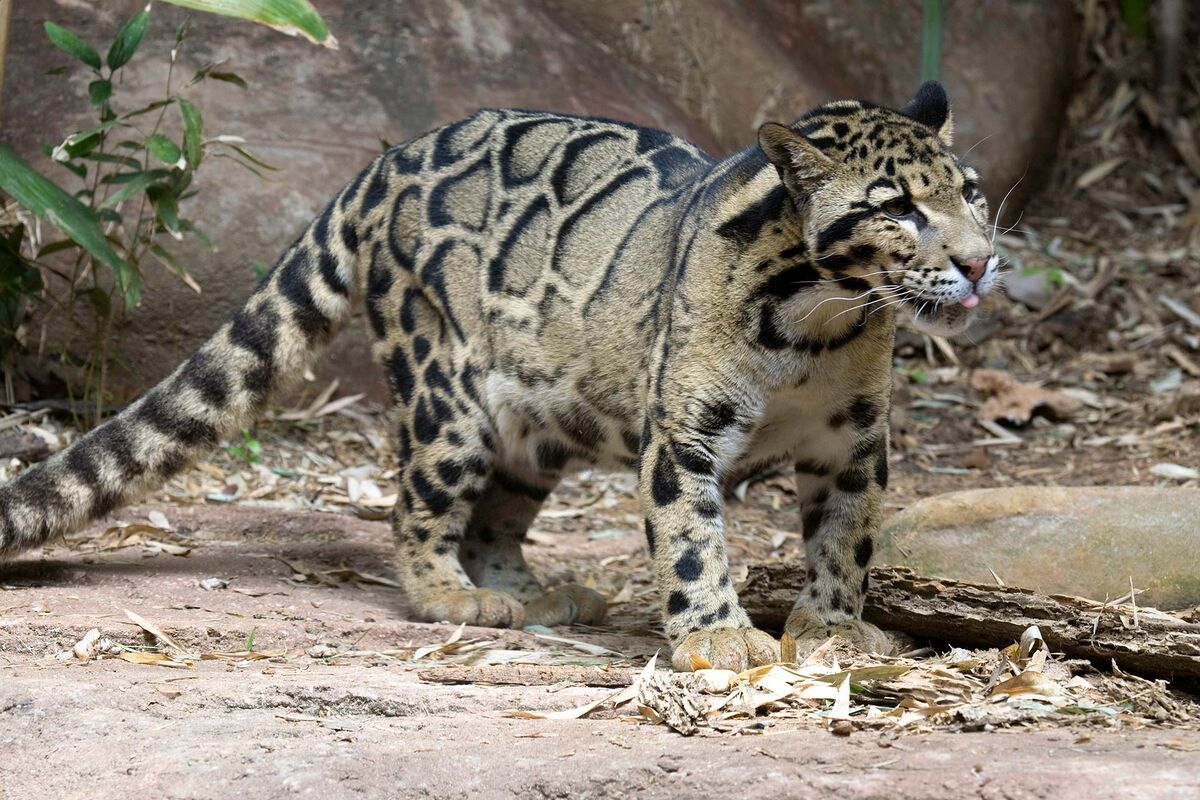 Clouded Leopard | Nickelodeon Animals Wiki | Fandom