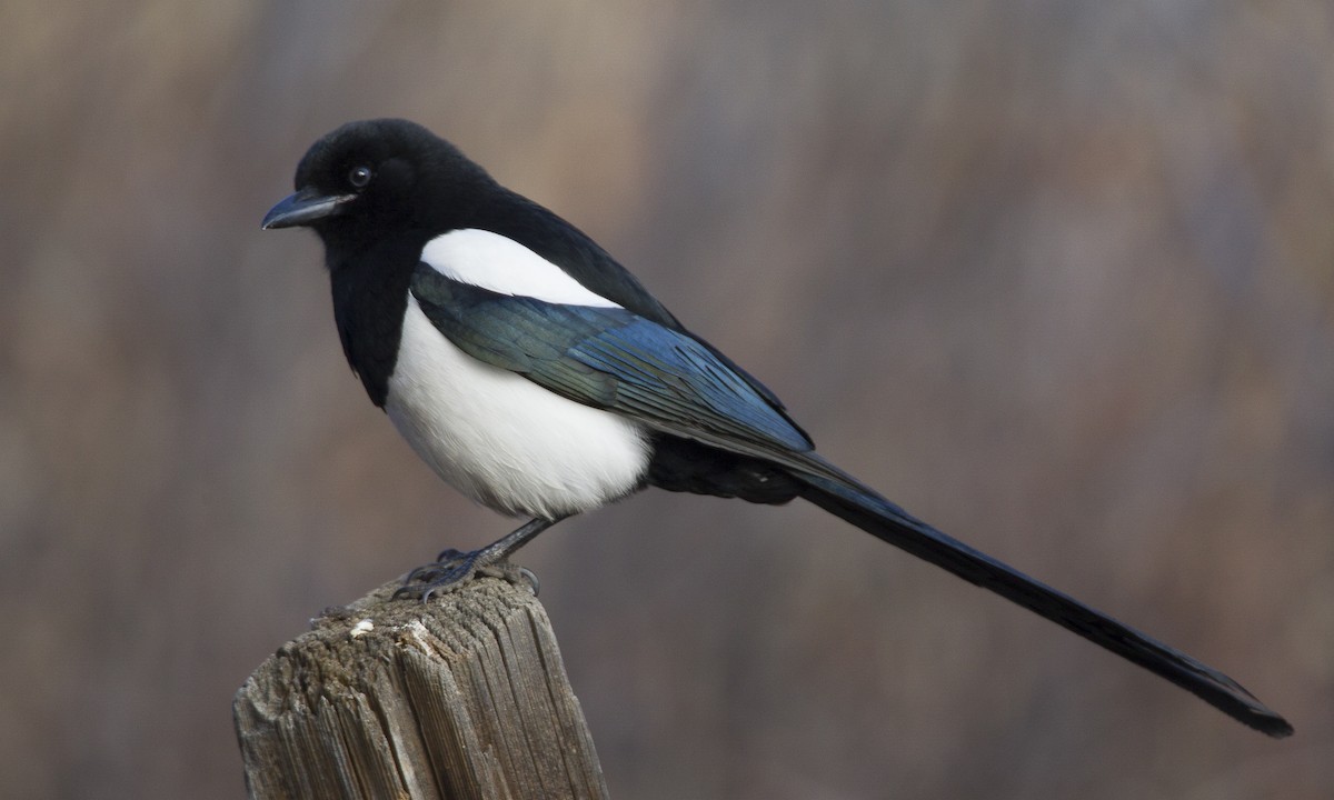 Black-billed magpie - Wikipedia