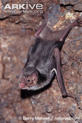 Common Vampire Bat | Nickelodeon Animals Wiki | Fandom