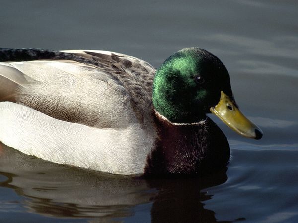 Mallard | Nickelodeon Animals Wiki | Fandom