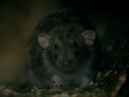 Rat (4.2 : Vieilles Retrouvailles)