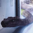 Titanoboa