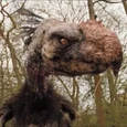 Oiseau Terreur