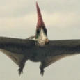 Ptéranodon